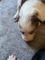 Rosey, a female Border Collie for sale in Scotts Hill, TN – Photo 2 of 10