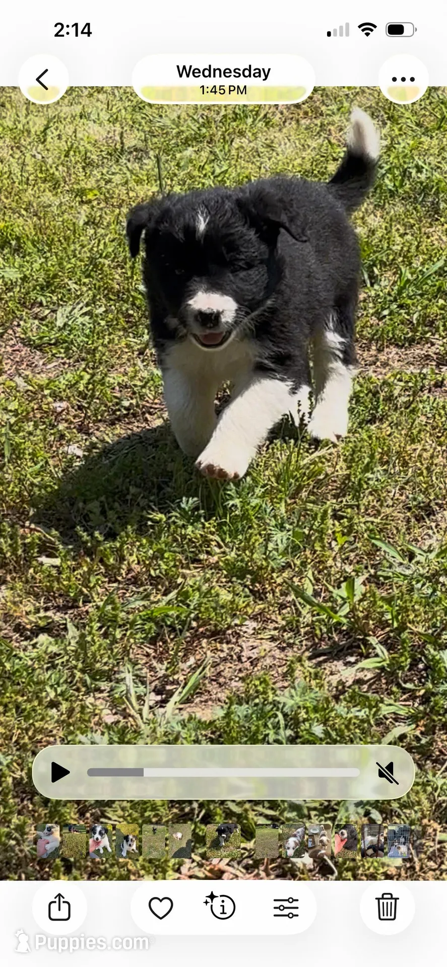 Daisy, a female Border Collie for sale in Scotts Hill, TN – Photo 2 of 10