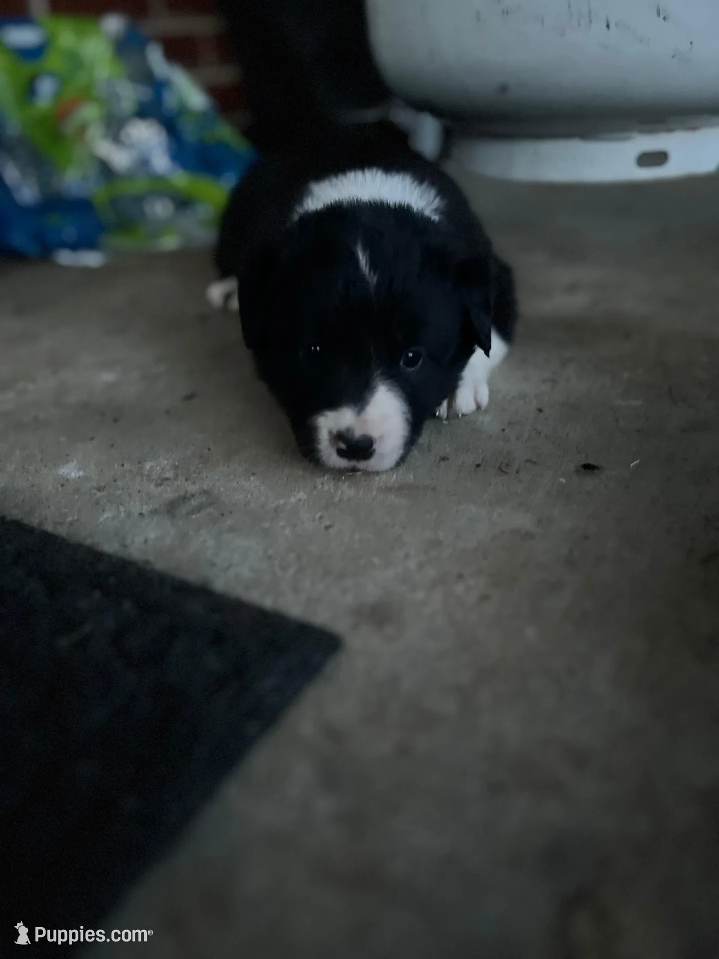 Daisey, a female Border Collie for sale in Scotts Hill, TN – Photo 3 of 10