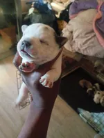 Spots, a male American Bully for sale in Apple Valley, CA – 2 of 2