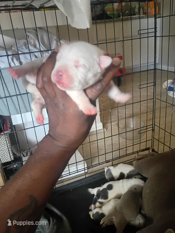Patches – American Bully puppy for sale in Apple Valley, CA