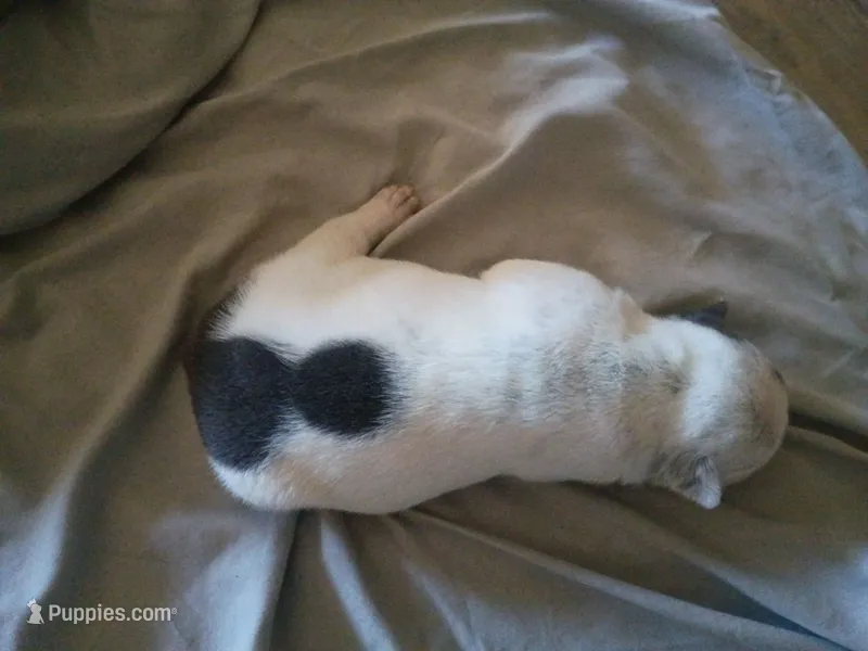 Spots – American Bully puppy for sale in Apple Valley, CA