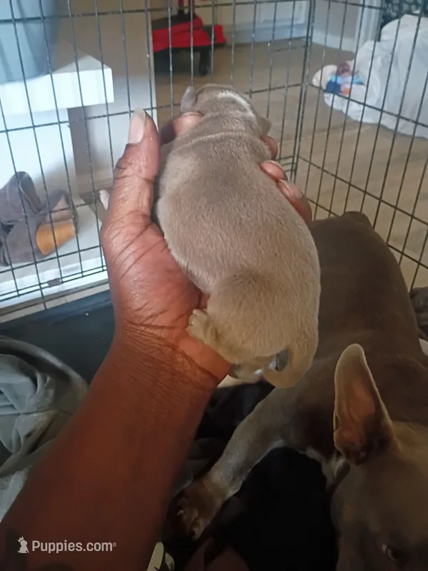 Ivan – American Bully puppy for sale in Apple Valley, CA