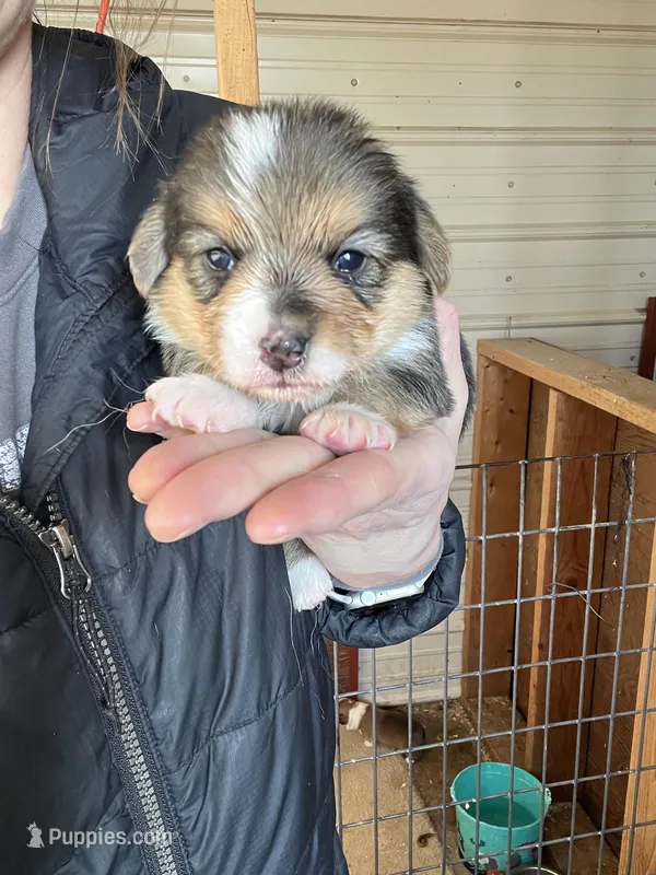 Female – Pembroke Welsh Corgi puppy for sale in Stickney, SD