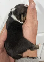 Female, a female Pembroke Welsh Corgi for sale in Stickney, SD – Photo 2 of 3