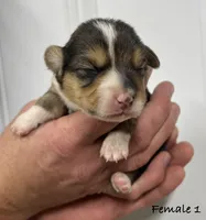 Female, a female Pembroke Welsh Corgi for sale in Stickney, SD – Photo 1 of 3
