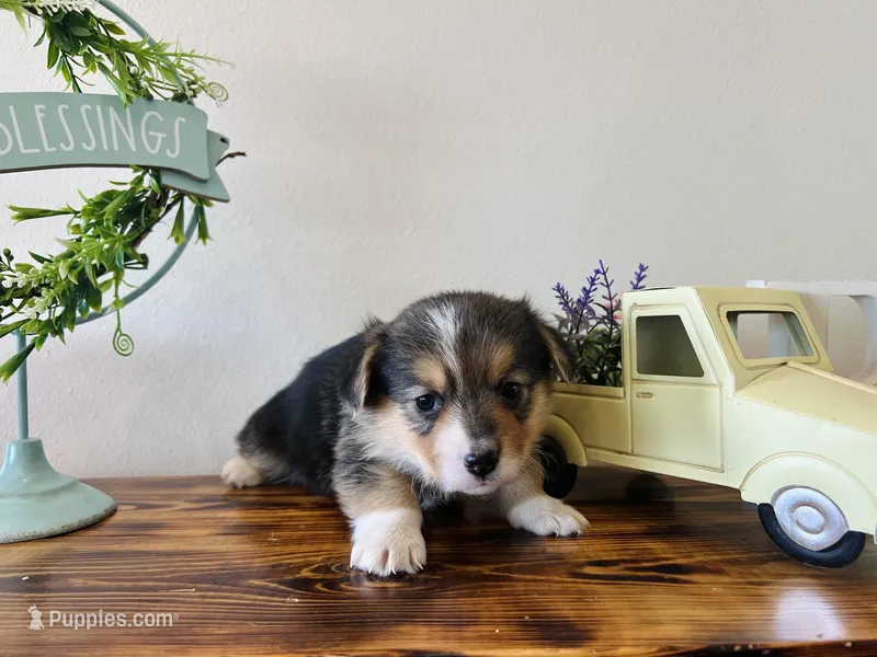 Female – Pembroke Welsh Corgi puppy for sale in Stickney, SD