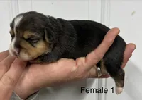Female, a female Pembroke Welsh Corgi for sale in Stickney, SD – Photo 3 of 3