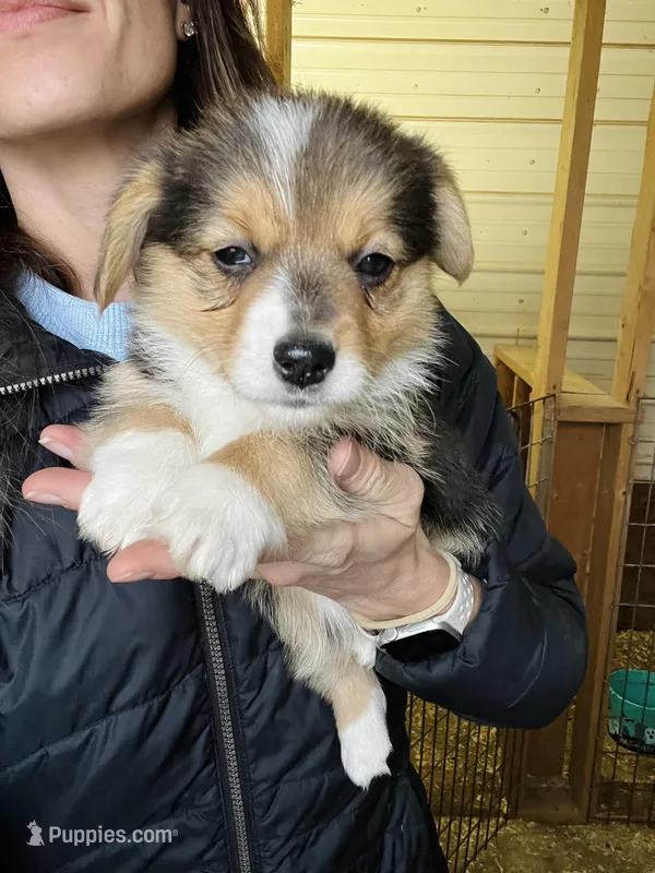 Female – Pembroke Welsh Corgi puppy for sale in Stickney, SD