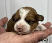 Male, a male Pembroke Welsh Corgi for sale in Stickney, SD – Photo 1 of 3