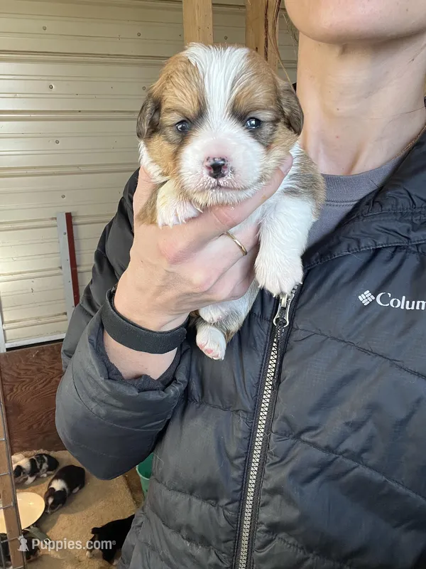 Male – Pembroke Welsh Corgi puppy for sale in Stickney, SD