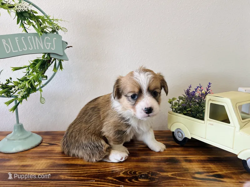 Male – Pembroke Welsh Corgi puppy on hold in Stickney, SD