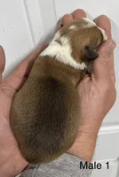 Male, a male Pembroke Welsh Corgi for sale in Stickney, SD – Photo 2 of 3