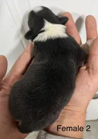 Female, a female Pembroke Welsh Corgi for sale in Stickney, SD – Photo 2 of 3