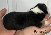 Female, a female Pembroke Welsh Corgi for sale in Stickney, SD – Photo 3 of 3