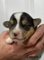 Female, a female Pembroke Welsh Corgi for sale in Stickney, SD – Photo 1 of 3