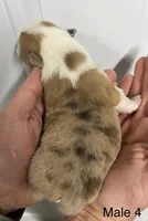 Male , a male Pembroke Welsh Corgi for sale in Stickney, SD – Photo 2 of 3