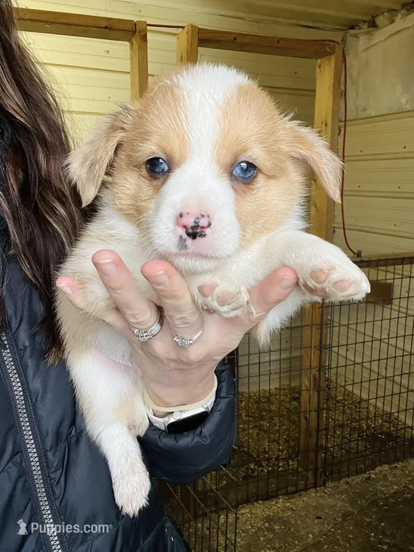 Male  – Pembroke Welsh Corgi puppy for sale in Stickney, SD