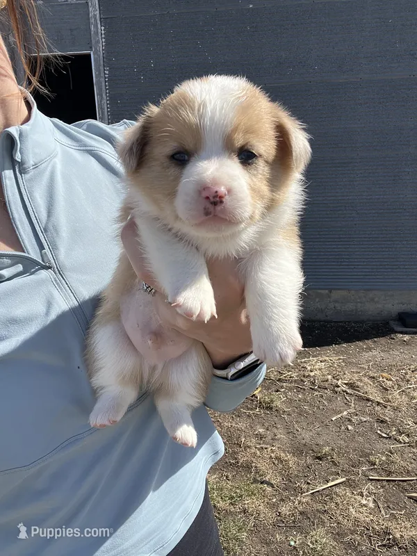 Male  – Pembroke Welsh Corgi puppy for sale in Stickney, SD