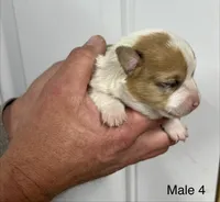 Male , a male Pembroke Welsh Corgi for sale in Stickney, SD – Photo 3 of 3