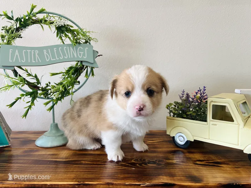 Male  – Pembroke Welsh Corgi puppy for sale in Stickney, SD