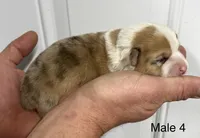 Male , a male Pembroke Welsh Corgi for sale in Stickney, SD – Photo 1 of 3