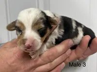 Male, a male Pembroke Welsh Corgi for sale in Stickney, SD – Photo 1 of 3