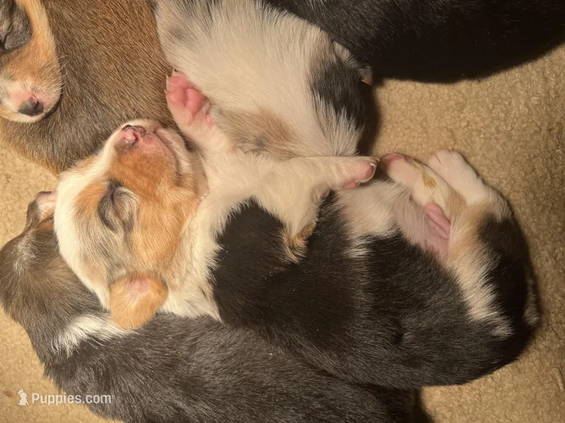 Male – Pembroke Welsh Corgi puppy for sale in Stickney, SD
