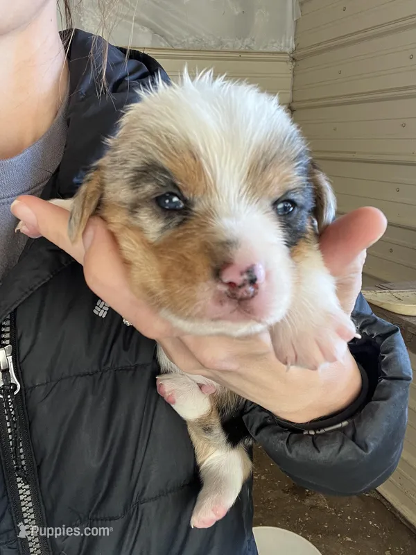 Male – Pembroke Welsh Corgi puppy for sale in Stickney, SD