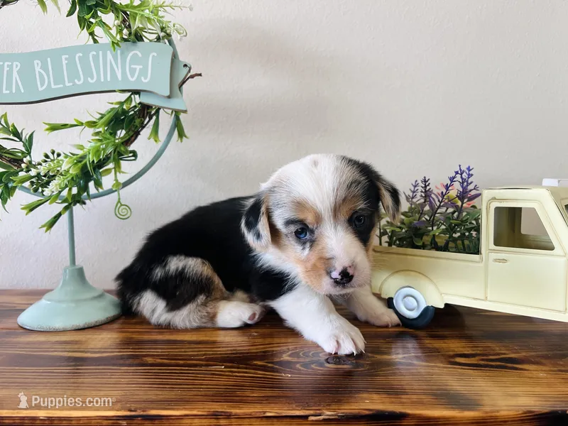 Male – Pembroke Welsh Corgi puppy on hold in Stickney, SD