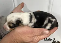 Male, a male Pembroke Welsh Corgi for sale in Stickney, SD – Photo 3 of 3