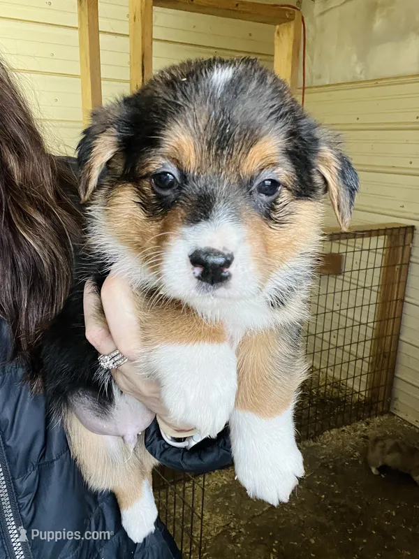 Male – Pembroke Welsh Corgi puppy for sale in Stickney, SD