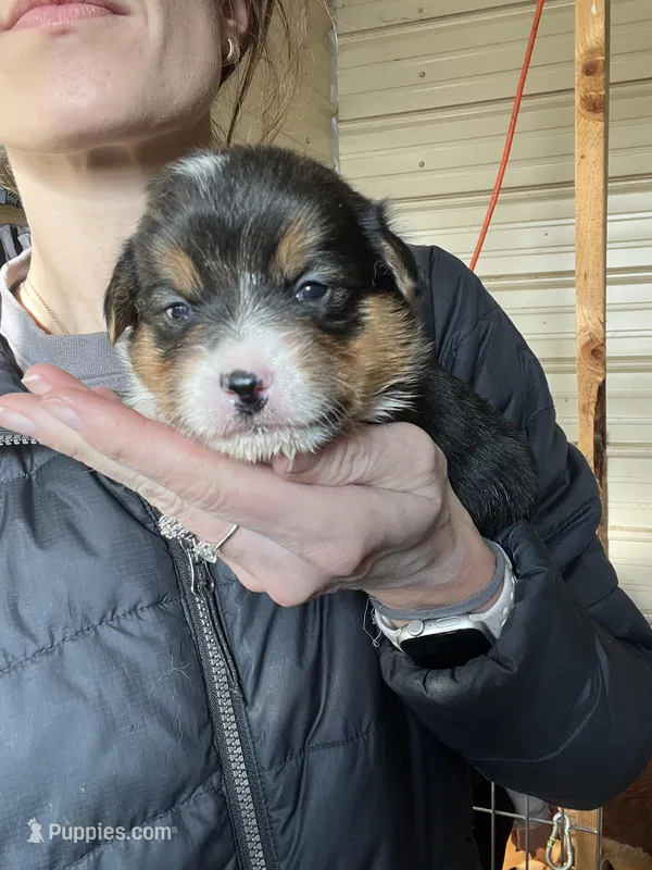 Male – Pembroke Welsh Corgi puppy for sale in Stickney, SD