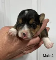 Male, a female Pembroke Welsh Corgi for sale in Stickney, SD – Photo 1 of 3