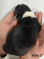 Male, a female Pembroke Welsh Corgi for sale in Stickney, SD – Photo 2 of 3