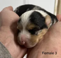 Female, a female Pembroke Welsh Corgi for sale in Stickney, SD – Photo 1 of 3