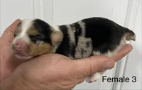 Female, a female Pembroke Welsh Corgi for sale in Stickney, SD – Photo 2 of 3