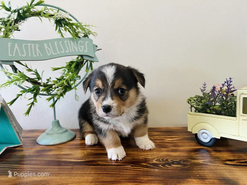 Female – Pembroke Welsh Corgi puppy for sale in Stickney, SD