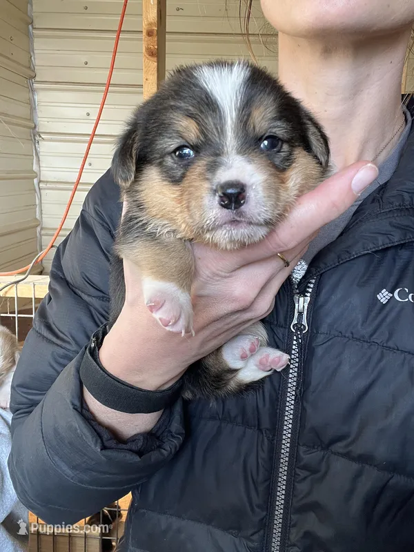 Female – Pembroke Welsh Corgi puppy for sale in Stickney, SD