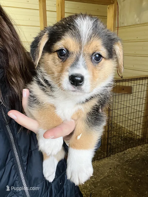 Female – Pembroke Welsh Corgi puppy for sale in Stickney, SD