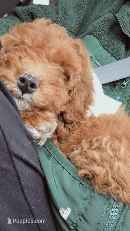 Milo  – Goldendoodle puppy for sale in Vestal, NY