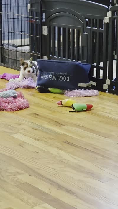 Facility video