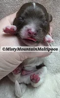 DOS, a male Maltipoo and Biewer for sale in Spring City, TN – 4 of 7