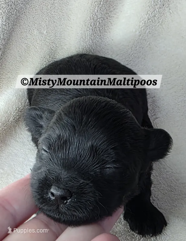 Frass – Maltipoo puppy for sale in Spring City, TN