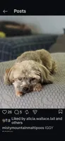 Pickles and Dammit, a  Maltipoo for sale in Spring City, TN – 2 of 10