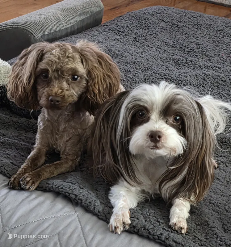 Pickles and Dammit – Maltipoo, Biewer puppy for sale in Spring City, TN