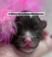 UNO, a female Maltipoo and Biewer for sale in Spring City, TN – 2 of 10