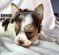 ERNIE, a male Biewer for sale in Spring City, TN – 5 of 10