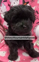 Frass, a male Maltipoo for sale in Spring City, TN – 1 of 10