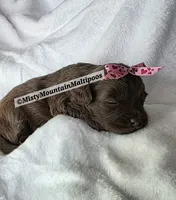PENDING, a female Maltipoo for sale in Spring City, TN – 3 of 10
